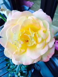 Close-up of yellow flower