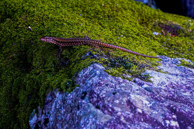 View of lizard on rock