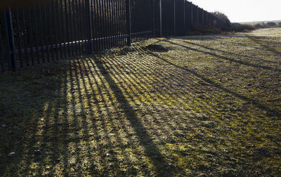 Shadow of tree on field