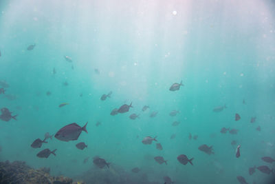 High angle view of fish swimming in sea