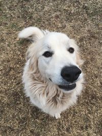 Close-up of great pyrenees