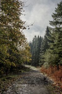 Birds flying over trees in forest against sky