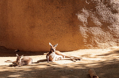 Kangaroos at forest