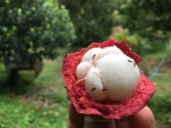 Close-up of hand holding apple