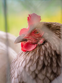 Close-up of rooster