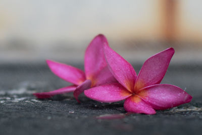 Close-up of pink flowering plant