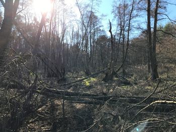 Bare trees in forest against sky on sunny day