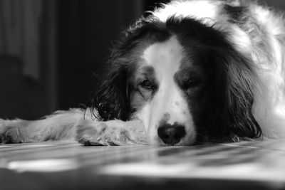 Close-up portrait of dog relaxing at home
