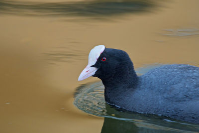 Close-up of duck swimming in lake