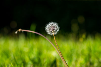 Close-up of dandelion flower on field