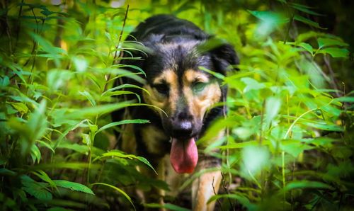 Close-up of dog on grass