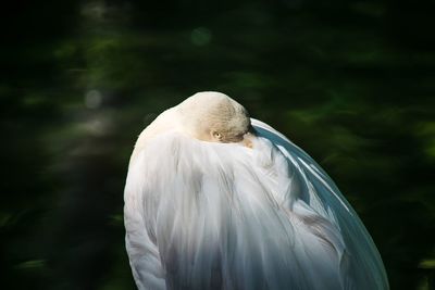 Close-up of bird perching