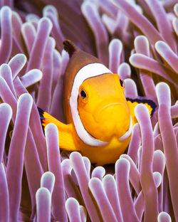 Close-up of fish swimming in sea