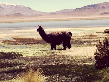 Dog on grassy field