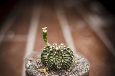 Close-up of small potted plant