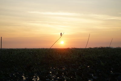 Silhouette plants on field against sky during sunset