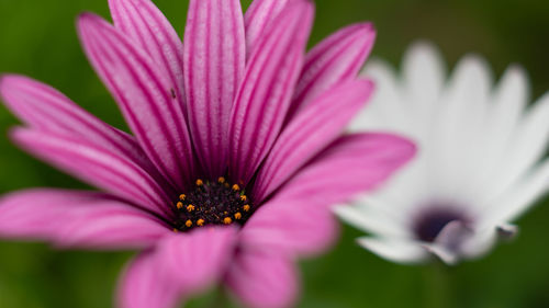 Close-up of pink flower