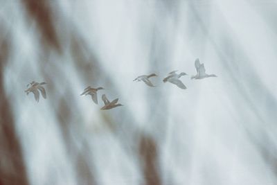 Close-up of flying in sky