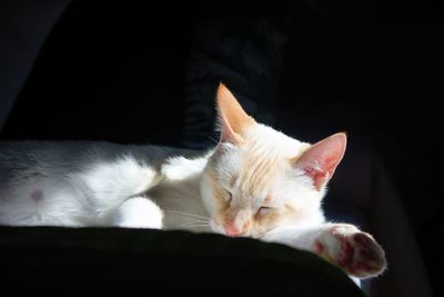 Close-up of a cat sleeping