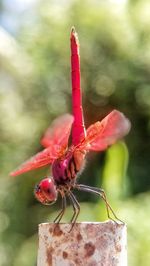 Selective focus on dragonfly with bokeh background