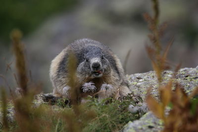 Close-up of an marmot on rock
