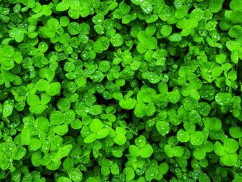 Full frame shot of green leaf