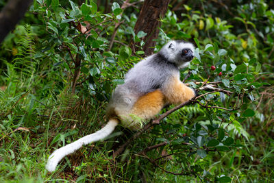 Monkey sitting on tree