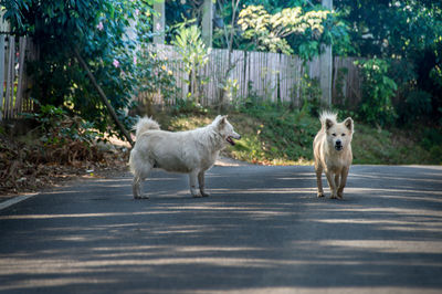 View of dogs on road