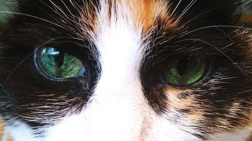 Close-up of cat