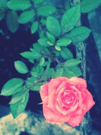 Close-up of pink rose