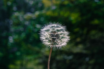 Close-up of dandelion flower against blurred background