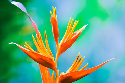 Close-up of orange flowering plant