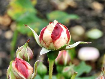 Close-up of pink rose