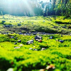 Surface level of grass in field