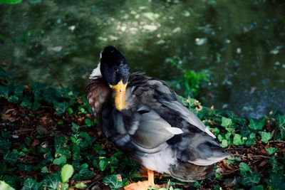 Close-up of a bird on land