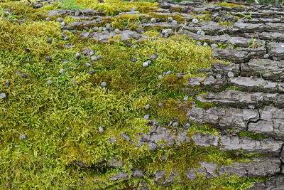Plants growing in sunlight