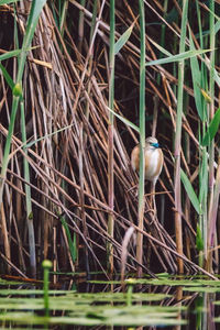 Close-up of birds in nest