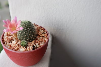 Close-up of potted plant on table