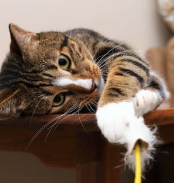 Close-up of cat at home