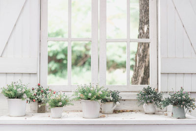 Potted plants on window sill