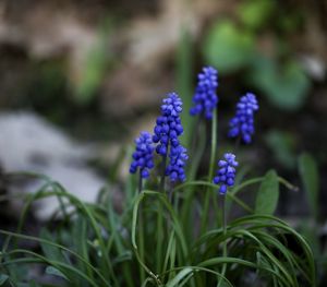 Close-up of purple flowering plants