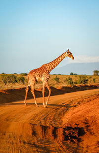 Giraffe standing on desert against clear sky