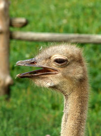 Close-up of ostrich face portrait in captivity