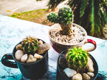 High angle view of potted plants on table