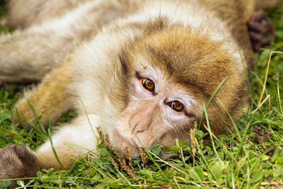 Close-up portrait of a monkey on field