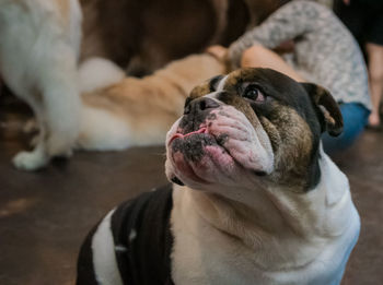 Close-up of a dog at home