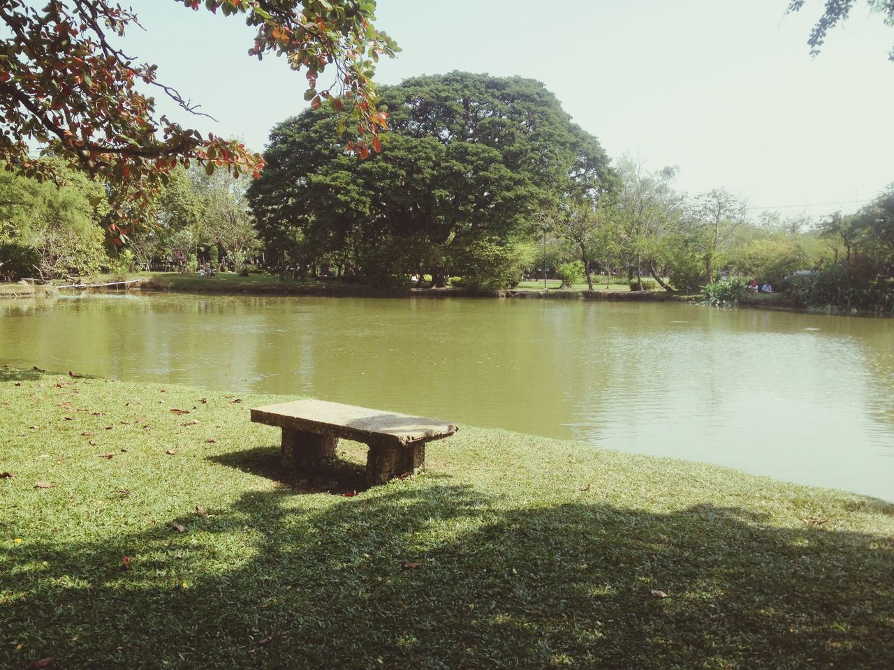 tree, water, tranquility, lake, tranquil scene, nature, scenics, growth, beauty in nature, lakeshore, clear sky, river, bench, day, riverbank, sunlight, nautical vessel, idyllic, outdoors, park - man made space