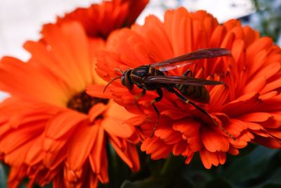 Close-up of honey bee on red flower