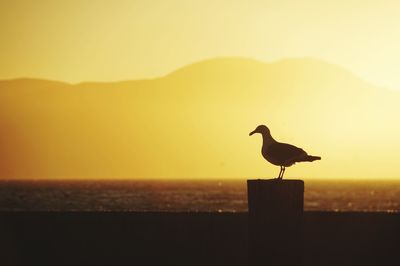 Silhouette bird perching on wooden post in sea