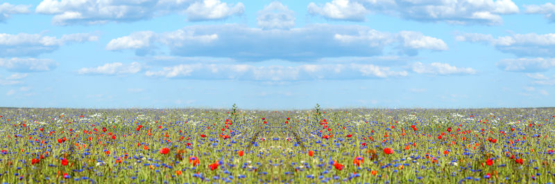 Close-up of purple flowering plants on field